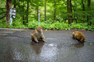 長野県松本市安曇の路上にいる野生の猿 A wild monkey on the street in Azumi,...
