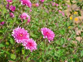 Fototapeta premium korean chrysanthemum pink color selective focus