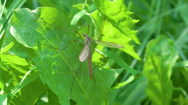 insect Crane fly,an insect with long legs sits in the grass