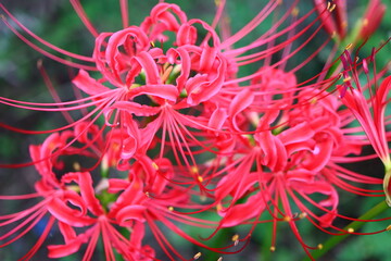 情熱の赤、彼岸花