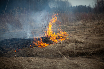 Dry grass is burning. Fire in the field in spring.