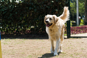 Golden Retriever dog playing and having fun in the park. Selective focus.