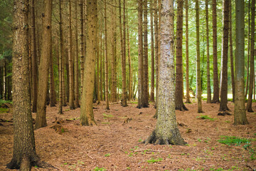 Obraz premium Forest in the middle September