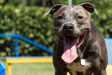 Pit bull dog playing and having fun in the park. Selective focus.