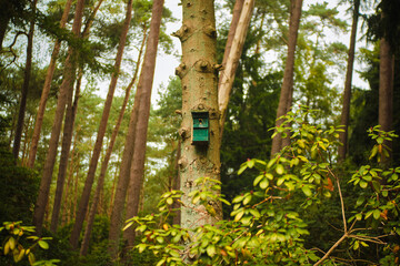 Fototapeta premium Bird house, bird-box on tree