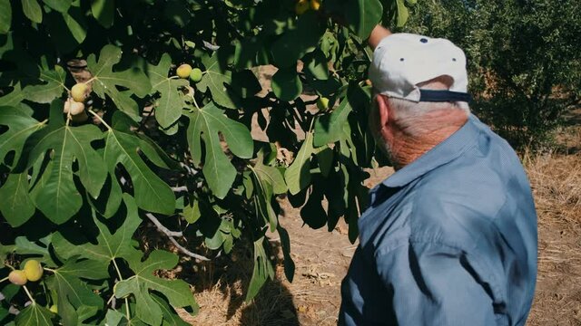 Old farmer man picks a ripe fig fruit from a tree. Garden of Eden. Fresh fig fruit