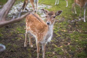 Naklejka na ściany i meble Friendly Deer in the park 