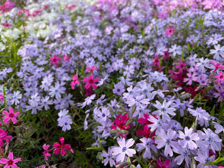 flowers in the garden