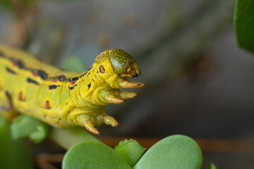 Hyles moth caterpillar/Oruga de polilla del género Hyles
