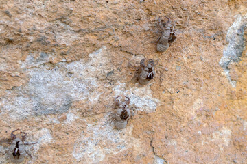 empty cicada shells on a rock wall at dunns swamp in wollemi national park