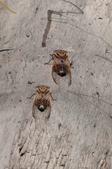 two double drummer cicadas on a tree trunk at dunns swamp in wollemi national park