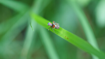 overhead shot of a maratus splendens peacock spider mating on a blade of grass