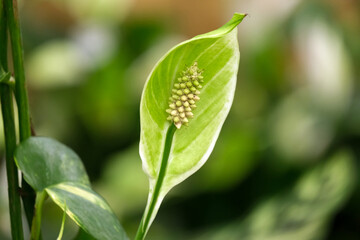 Beautifully flowering spathiphyllum plant (Spathiphyllum)