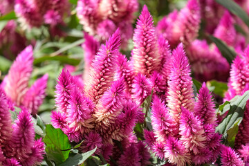 Celosia argentea f. Plumosa
