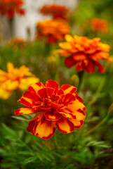 French marigold flowers in the garden - Tagetes patula, Macro