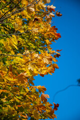Colours of autumn on clear sky background.