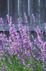 Lavender flowers in front of weathered, rustic wooden fence.  Fresh, summer feel with selective focus for depth. 