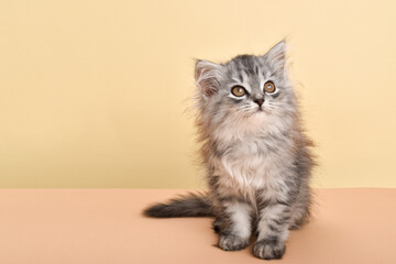 A gray fluffy kitten looks up on a beige background there is a place for text.