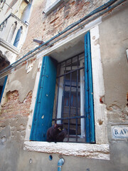 Venice, Italy.  Black cat sitting on windowsill with blue shutters, looking out at alley. Window set into crumbling plaster over brick walls of an old building. Street sign partially seen at right. 