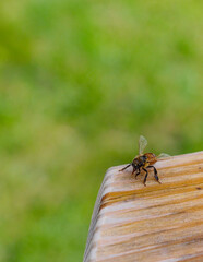 Bumblebee in close up, resting on edge of wooden picnic table that is slightly discolored by age and rain. Selective focus on bee and table, soft green bokeh effect. With copy space.