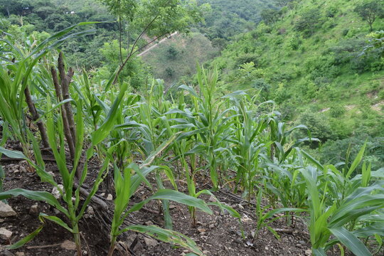 Milpa, Parcela, Maíz, Semilla, Huité, Zacapa, Guatemala, Centroamérica, Turismo Rural, Campo, Medio Ambiente, Paisaje, Naturaleza