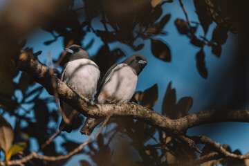 White-breasted Woodswallow (Artamus leucorhynchus) in Australia