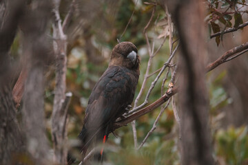 Glossy black cockatoo sitting in a tree.