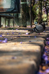 Portrait of a pigeon on a pavement among fallen purple flowers of jacaranda - Selective focus,...