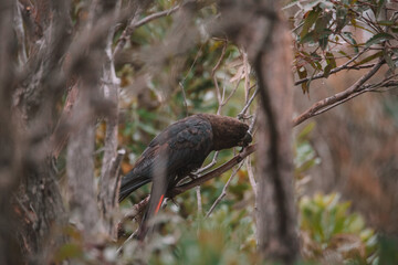 Glossy black cockatoo sitting in a tree.