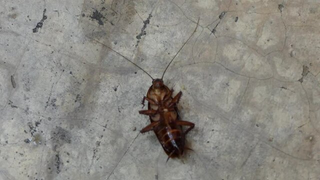Cockroach Dead On Cement floor 