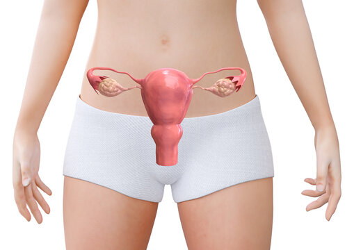 Woman showing her healthy uterus and ovaries isolated on white background. Gynecology and female fertility