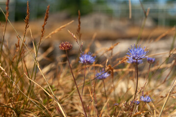 Macro of Blue field flowers in the dry grass - Jasione montana, Macro, Selective focus