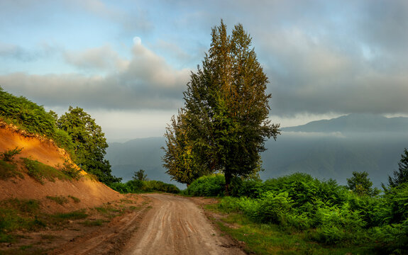 the view of countryside dirt road with alder trees in gilan province, Iran