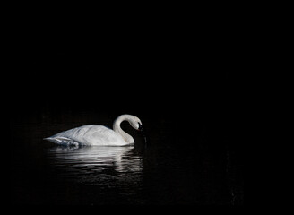 Swan on a river