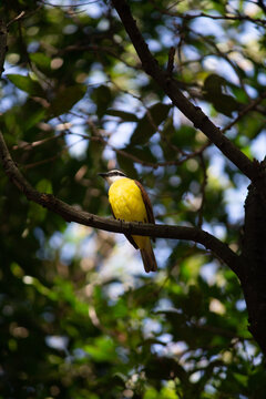 small yellow beautiful bird with white head with black stripe and brown wings, sitting on a branch in tropical forest in Colombia
