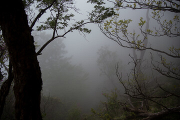 Obraz premium Stone shrine gate in misty mountain forest in Japan