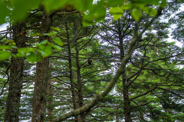 Fototapeta premium 長野県安曇野市にある燕岳を登山する風景 A view of climbing Mt. Tsubame in Azumino City, Nagano Prefecture. 