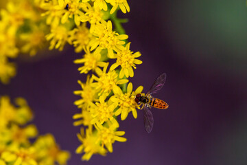 yellow flowers in spring