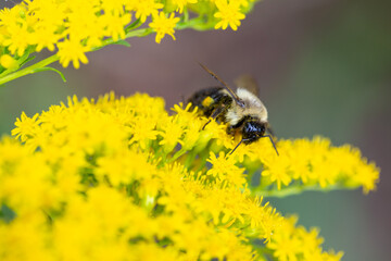 bee on yellow flower