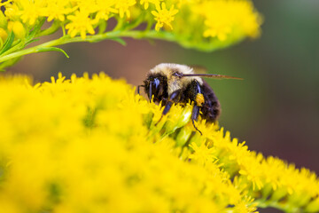 bee on flower