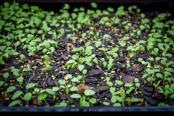 Delphinium seedlings germinating, cotelydons opening, and some have their second set of leaves growing in seed raising mix in a glasshouse. 