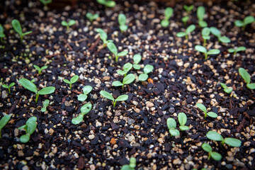 Cotelydons appear after Scabiosa Dwarf seedlings germinate and begin sprouting in the seed raising mix in a warm glasshouse in spring
