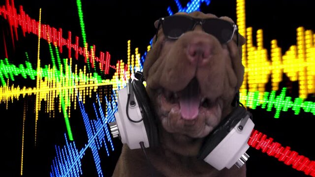 DJ french bulldog with headphones