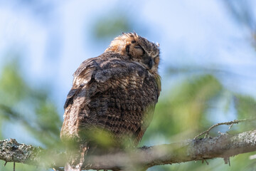 Great Horned Owl Sleeping