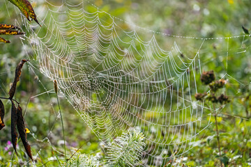 Spinnennetz mit Wassertropfen