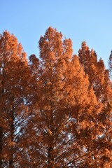 Fototapeta premium Trees with red leaves and blue sky