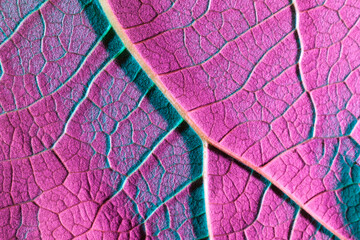 green leaf texture. Macro photo, use as background or texture