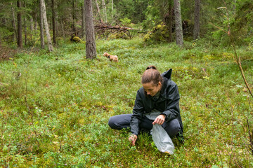 Stockholm, Sweden  A woman picks fresh mushrooms in the forest with a bichpoo dog