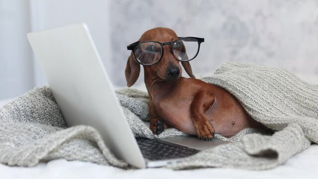 a cute dachshund dog with glasses and a knitted blanket is lying on the bed, working with a laptop. high-quality 4K video recording. High-quality frames in 4k format