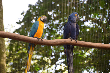 Colourful Parrots Iguazu Falls Brazil